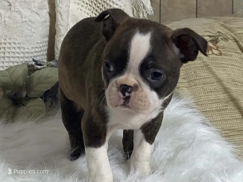 Yolo – Boston Terrier puppy for sale in Fennimore, WI