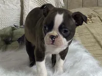 Yolo, a male Boston Terrier for sale in Fennimore, WI – 1 of 10
