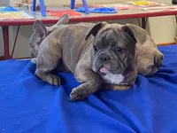 Fancy, a female French Bulldog for sale in Fennimore, WI – 7 of 10