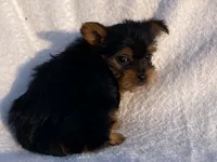 Chandler, a male Yorkshire Terrier for sale in Fennimore, WI – 6 of 10