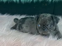 Chi Chi, a female Pug for sale in Fennimore, WI – 5 of 10