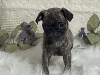 Victor, a male Pug for sale in Fennimore, WI – 8 of 10