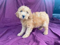 Goldy, a female Goldendoodle for sale in Fennimore, WI – 5 of 10