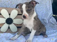 Sassy, a female Boston Terrier and Fox Terrier for sale in Fennimore, WI – 4 of 8