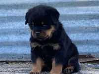 Groucho, a male Rottweiler for sale in Fennimore, WI – 9 of 10