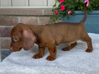 Reeses, a male Dachshund for sale in Fennimore, WI – 5 of 10