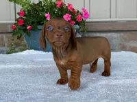 Tootsie Roll, a male Dachshund for sale in Fennimore, WI – 1 of 10