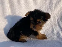Lady, a female Yorkshire Terrier for sale in Fennimore, WI – 2 of 10