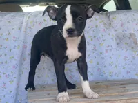 Midnight, a female Boston Terrier and Fox Terrier for sale in Fennimore, WI – 4 of 10