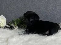 Archie, a male Pug for sale in Fennimore, WI – 8 of 9