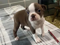 Ruby, a female Boston Terrier for sale in Fennimore, WI – 4 of 10