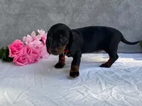 April, a female Dachshund for sale in Fennimore, WI – 9 of 9