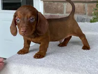 Reeses, a male Dachshund for sale in Fennimore, WI – 10 of 10