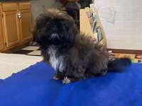 Ribbins, a female Shih Tzu for sale in Fennimore, WI – 3 of 10