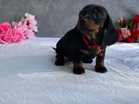 April, a female Dachshund for sale in Fennimore, WI – 2 of 9