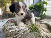 Rusty, a male Cavapoo for sale in Fennimore, WI – 9 of 10