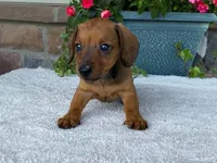 Twix, a female Dachshund for sale in Fennimore, WI – 4 of 10