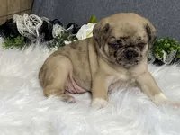 Amy, a female Pug for sale in Fennimore, WI – 5 of 10