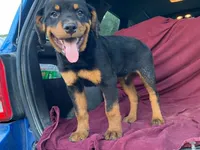 Sassy, a female Rottweiler for sale in Fennimore, WI – 4 of 7