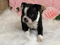 Brianna, a female Boston Terrier for sale in Fennimore, WI – 6 of 10