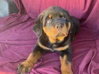 Chopper, a male Rottweiler for sale in Fennimore, WI – 8 of 10
