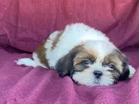 Billy, a male Shih Tzu for sale in Fennimore, WI – 3 of 10