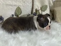 Yolo, a male Boston Terrier for sale in Fennimore, WI – 5 of 10