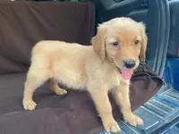 Jasper, a male Golden Retriever for sale in Fennimore, WI – 8 of 9