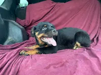 Taffy, a female Rottweiler for sale in Fennimore, WI – 2 of 9