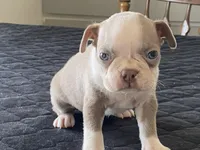 Chico, a male Boston Terrier for sale in Fennimore, WI – Photo 3 of 9