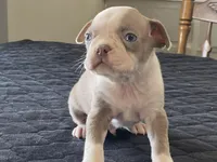 Chico, a male Boston Terrier for sale in Fennimore, WI – Photo 4 of 9