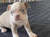 Chico, a male Boston Terrier for sale in Fennimore, WI – Photo 5 of 9