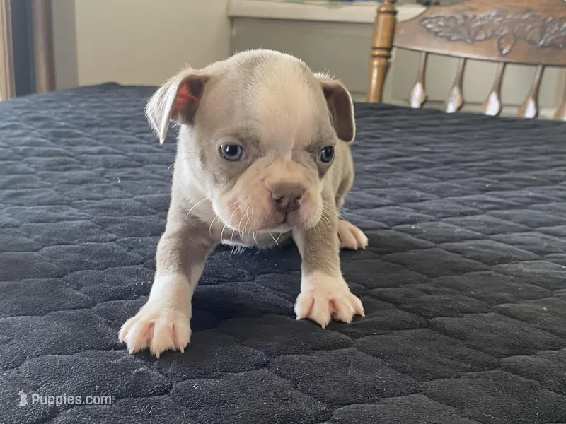 Chico – Boston Terrier puppy for sale in Fennimore, WI