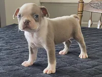 Chico, a male Boston Terrier for sale in Fennimore, WI – Photo 9 of 9