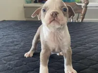 Chico, a male Boston Terrier for sale in Fennimore, WI – Photo 2 of 9