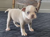 Chico, a male Boston Terrier for sale in Fennimore, WI – Photo 6 of 9