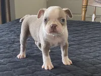 Chico, a male Boston Terrier for sale in Fennimore, WI – Photo 7 of 9