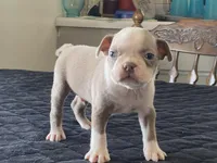 Chico, a male Boston Terrier for sale in Fennimore, WI – Photo 8 of 9