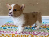Roxie, a female Pembroke Welsh Corgi for sale in Fennimore, WI – 3 of 10