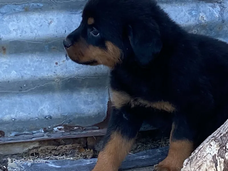 Sassy – Rottweiler puppy for sale in Fennimore, WI