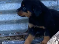 Sassy, a female Rottweiler for sale in Fennimore, WI – 1 of 9
