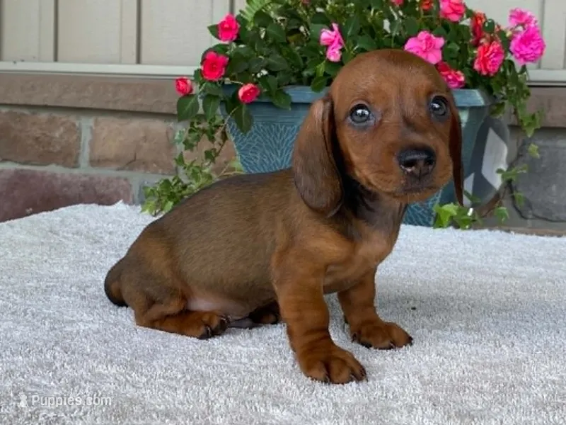 Hershey – Dachshund puppy for sale in Fennimore, WI