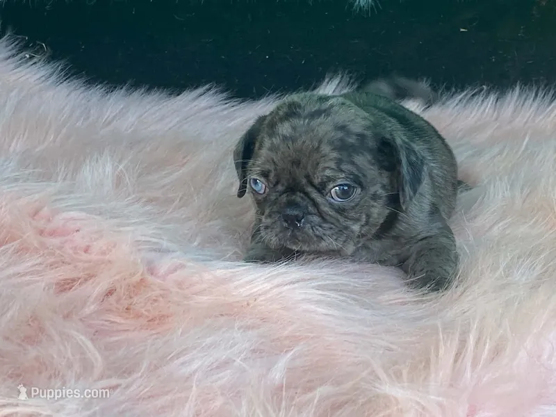 Chi Chi – Pug puppy for sale in Fennimore, WI