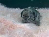 Chi Chi, a female Pug for sale in Fennimore, WI – 1 of 10