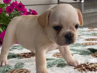 Sunshine, a female French Bulldog for sale in Fennimore, WI – 4 of 9