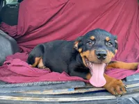 Sassy, a female Rottweiler for sale in Fennimore, WI – 5 of 7