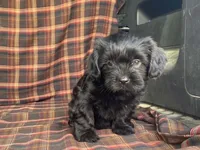 King, a male Cavalier King Charles Spaniel and Shih Tzu for sale in Fennimore, WI – 10 of 10