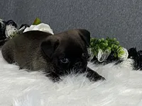 Andre, a male Pug for sale in Fennimore, WI – 4 of 9