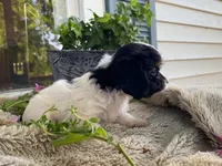 petunia, a female Cavapoo for sale in Fennimore, WI – 4 of 10