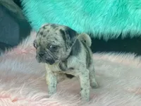 Speckles, a female Pug for sale in Fennimore, WI – 5 of 9